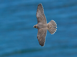 Peregrine falcon (Falco peregrinus)