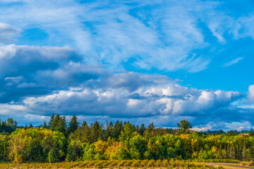 clouds over forest