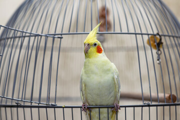 A yellow corella domestic parrot sits by its cage