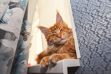 A big red Maine Coon cat is napping on the windowsill