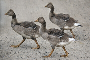 Naklejka na ściany i meble Greylag Gooselings babies crossing road walking in Scottish Highland Wildlife park