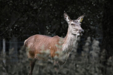 Deer female in Scottish Highland Wildlife park