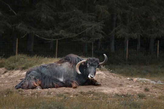 Domestic yak with horns pointing different ways laying in Scottish Highland Wildlife park