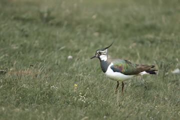 Lapwing bird in Scottish Highland Wildlife Park