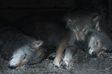 Wolves pack family sleeping in Scottish Highland Wildlife park