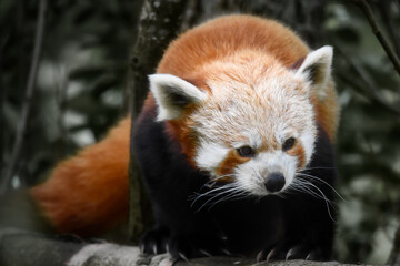 red panda in Scottish highland wildlife park