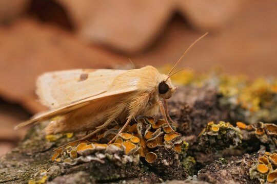 Closeup on the yellow colored Bordered strawmoth, Heliothis peltigera on wood with open wings