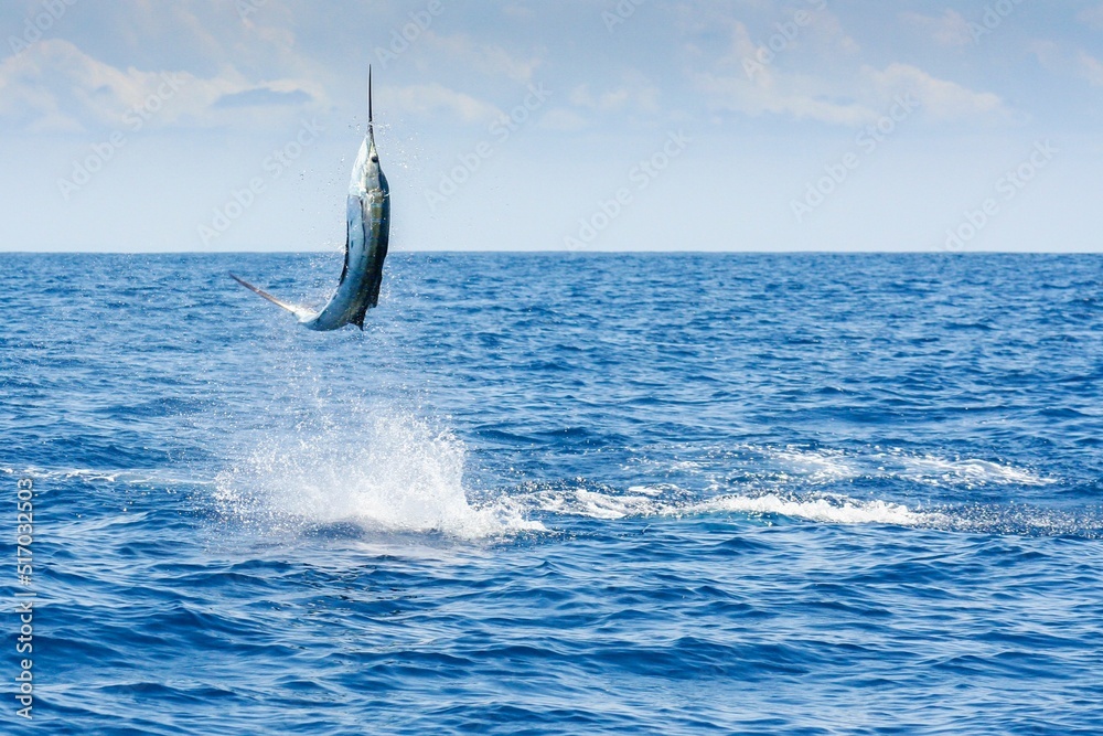 Wall mural Indo-Pacific sailfish (Istiophorus platypterus) leaping out of water in Watamu Banks, Kenya