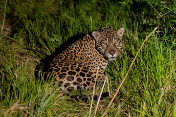 Jaguar