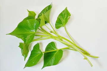 Young shoots and leaves of the sweet potato plant, Ipomoea batatas, on white background