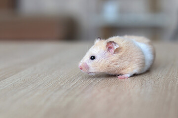 A fluffy orange-colored hamster on a wooden table