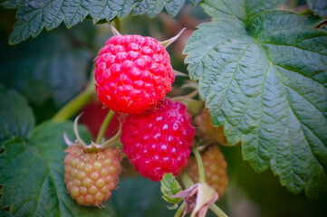 ripe raspberries on a green bush in summer