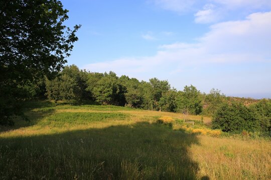 Green lawn with yellow flowers, maritime pine trees and oack trees with see at background.