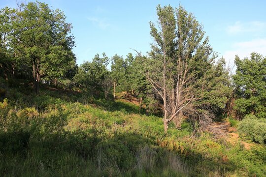Green lawn with yellow flowers, maritime pine trees and oack trees with see at background.