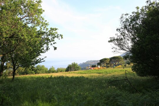 Green lawn with yellow flowers, maritime pine trees and oack trees with see at background.