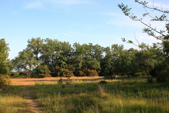 Green lawn with yellow flowers, maritime pine trees and oack trees with see at background.