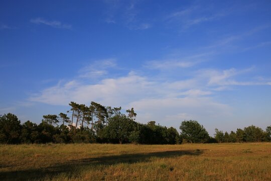 Green lawn with yellow flowers, maritime pine trees and oack trees with see at background.