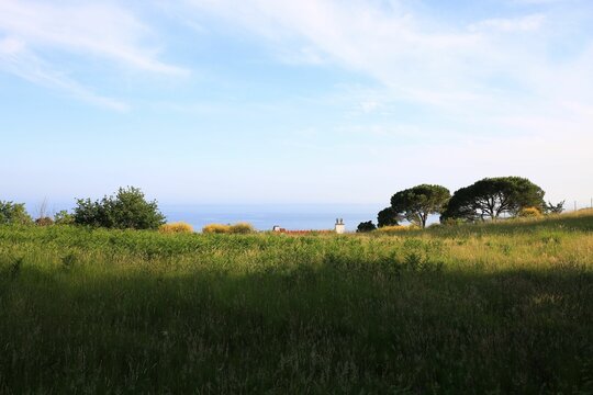 Green lawn with yellow flowers, maritime pine trees and oack trees with see at background.