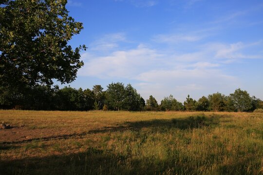 Green lawn with yellow flowers, maritime pine trees and oack trees with see at background.
