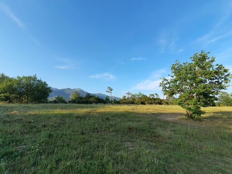Green lawn with yellow flowers, maritime pine trees and oack trees with see at background.