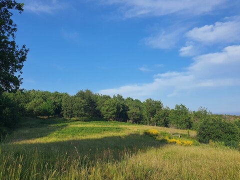 Green lawn with yellow flowers, maritime pine trees and oack trees with see at background.