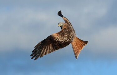 Red Kite in flight in the skies over the Brecon Beacons, Wales