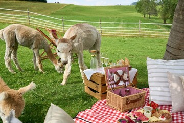 Alpacas grazing next to a beautiful countryside picnic blanket with pillows and an appetizer set