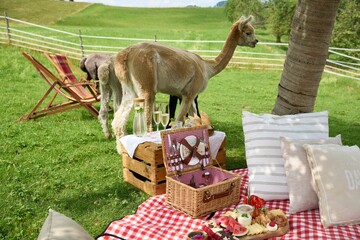 Alpacas grazing next to a beautiful countryside picnic blanket with pillows and an appetizer set