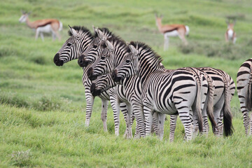 zebra in the grass