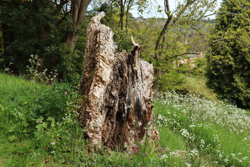 An old gnarled tree trunk that has been shattered in a recent storm