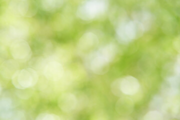 Bokeh circle with green sparkles background. Grass glitter backdrop. Tree texture. New year luxury snow. Copyspace. Shimmer confetti wallpaper. Dreamy shiny design detail