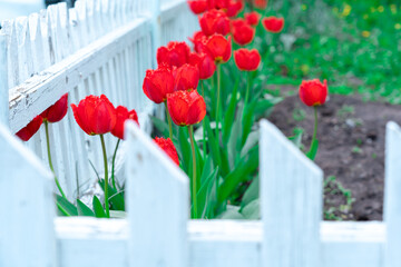 Flowerbed with red tulips behind a white picket fence, selective focus