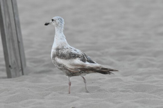 Closeup of a Caspian gull (Larus cachinnans) on the sand with a blurred background