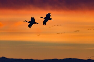 Aerial of the silhouettes of sandhill cranes (Antigone canadensis) flying in the sunset sky