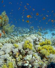 Colorful, picturesque coral reef at bottom of tropical sea, hard and soft corals with Anthias fishes, underwater landscape