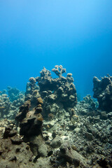 Fototapeta na wymiar bottom of tropical sea with coral reef on blue water background at great depth
