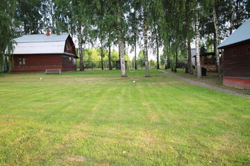 plants and trees in the village in summer