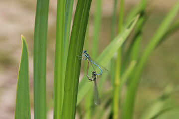common bluet common or blue damselfly Enallagma cyathigerum mating
