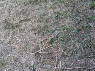 plants and trees in the village in summer