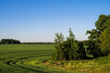 Scenic landscape of field at sumer. Green meadows. Blue sky.