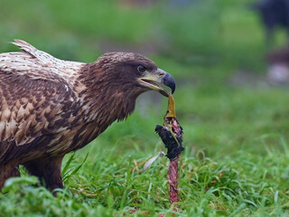 White-tailed eagle (Haliaeetus albicilla)
