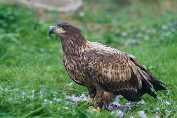 White-tailed eagle (Haliaeetus albicilla)