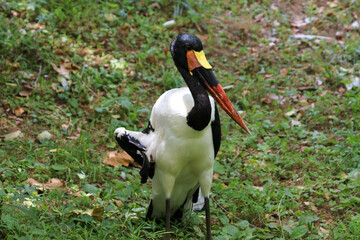 Bird with Long Beak 