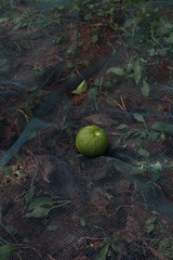 Picked green bitter orange in Tunisia 