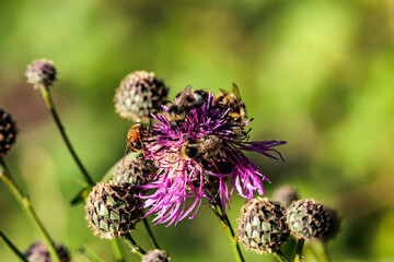 Diestelblüte mit Hummeln
