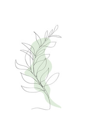 Eucalyptus leaves . Line Drawing Palm Leaves. Minimalist