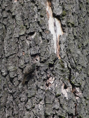 A bird blended into the background of a tree.

