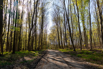 footpath in the forest