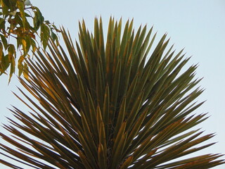 palma tropical