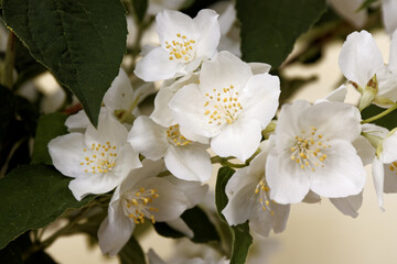 Jasmine blooming white flowers close-up..